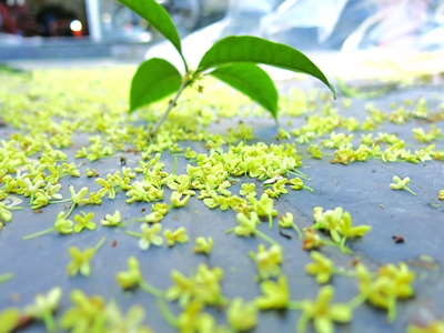 庭前桂花落